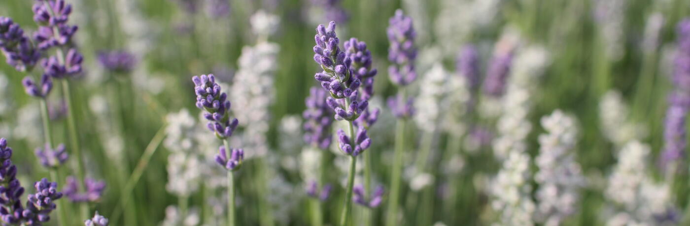 Lavandula angustifolia ''Lamorosia Duo Summer''_04