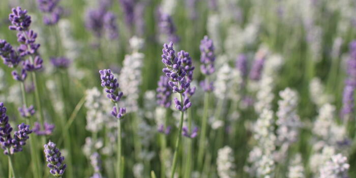 Lavandula angustifolia ''Lamorosia Duo Summer''_04