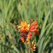 Křešina, montbrécie 'Firestars' - Crocosmia 'Firestars'