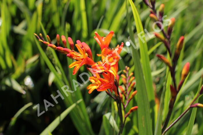 Křešina, montbrécie 'Firestars' - Crocosmia 'Firestars'