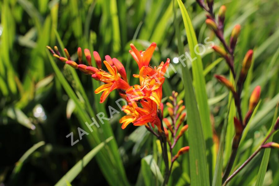 Křešina, montbrécie 'Firestars' - Crocosmia 'Firestars'