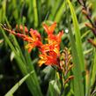 Křešina, montbrécie 'Firestars' - Crocosmia 'Firestars'