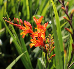 Křešina, montbrécie 'Firestars' - Crocosmia 'Firestars'