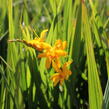 Křešina, montbrécie 'Hot Spot' - Crocosmia 'Hot Spot'