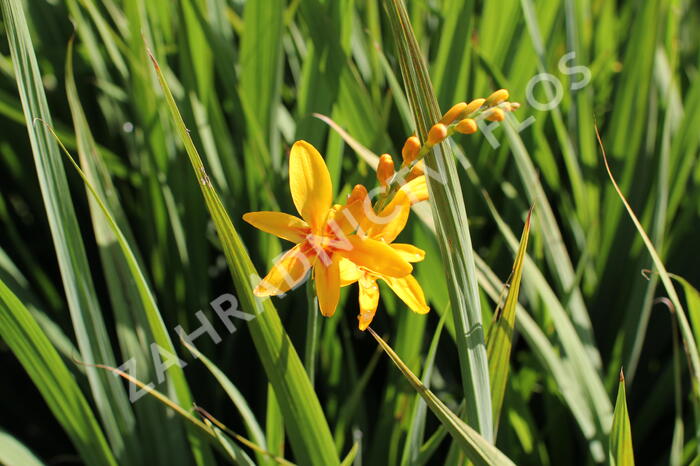 Křešina, montbrécie 'Hot Spot' - Crocosmia 'Hot Spot'