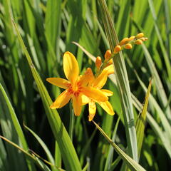 Křešina, montbrécie 'Hot Spot' - Crocosmia 'Hot Spot'