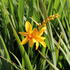 Crocosmia 'Hot Spot'.JPG