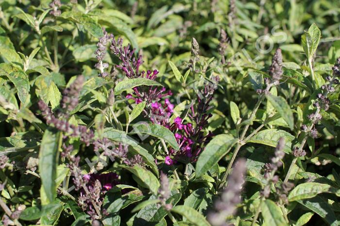 Motýlí keř, Komule Davidova 'Summer Bird Magenta' - Buddleja davidii 'Summer Bird Magenta'