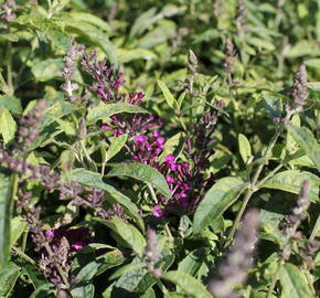 Motýlí keř, Komule Davidova 'Summer Bird Magenta' - Buddleja davidii 'Summer Bird Magenta'