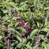 Buddleja davidii 'Summer Bird Magenta'.JPG