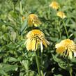 Třapatkovka nachová 'Eccentic Yellow' - Echinacea purpurea 'Eccentric Yellow'