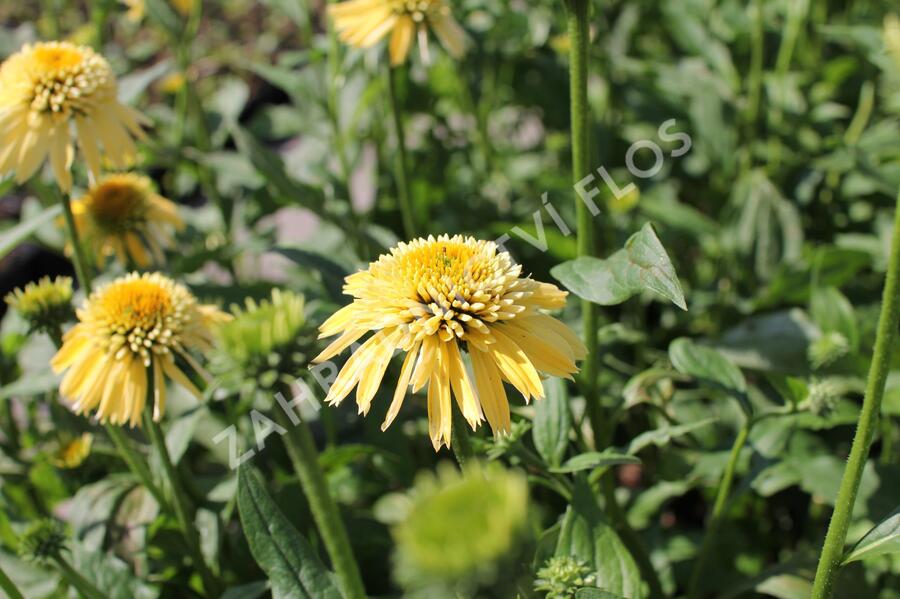 Třapatkovka nachová 'Eccentic Yellow' - Echinacea purpurea 'Eccentric Yellow'