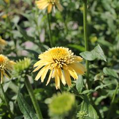 Třapatkovka nachová 'Eccentic Yellow' - Echinacea purpurea 'Eccentric Yellow'