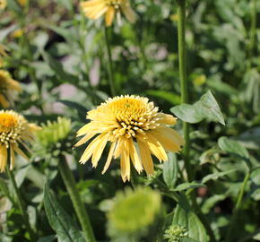 Třapatkovka nachová 'Eccentic Yellow' - Echinacea purpurea 'Eccentric Yellow'