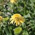 Echinacea purpurea 'Eccentric Yellow'.JPG