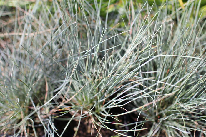 Kostřava popelavá 'Festina' - Festuca cinerea 'Festina'