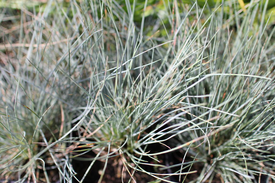 Kostřava popelavá 'Festina' - Festuca cinerea 'Festina'