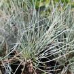 Kostřava popelavá 'Festina' - Festuca cinerea 'Festina'