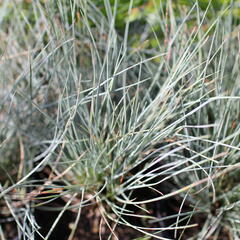 Kostřava popelavá 'Festina' - Festuca cinerea 'Festina'