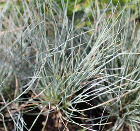 Kostřava popelavá 'Festina' - Festuca cinerea 'Festina'