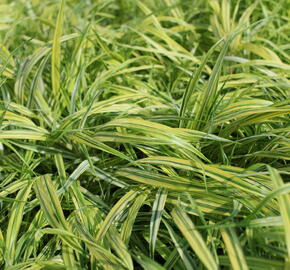 Rákosník japonský 'Naomi' - Hakonechloa macra 'Naomi'