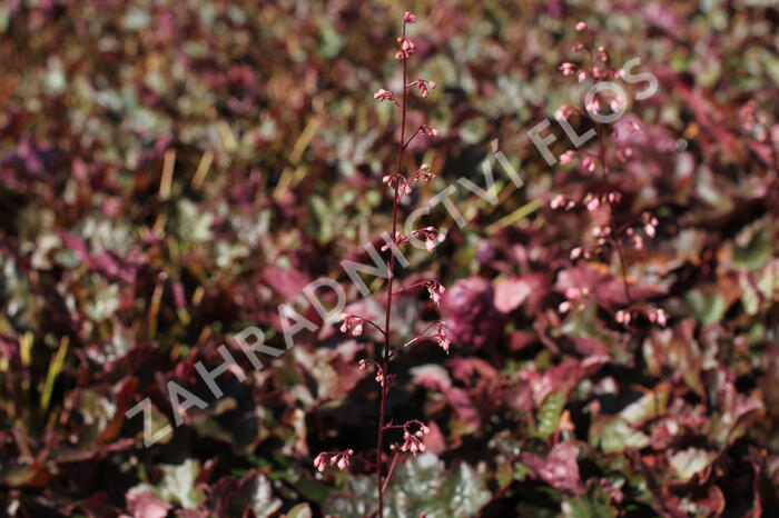 Dlužicha 'Rachel' - Heuchera hybrida 'Rachel'