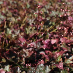 Dlužicha 'Rachel' - Heuchera hybrida 'Rachel'