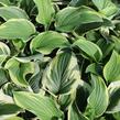 Bohyška 'Anne' - Hosta 'Anne'