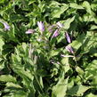 Bohyška 'Elisabeth' - Hosta 'Elisabeth'