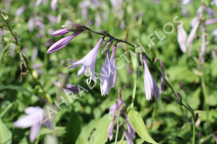 Bohyška 'Elisabeth' - Hosta 'Elisabeth'