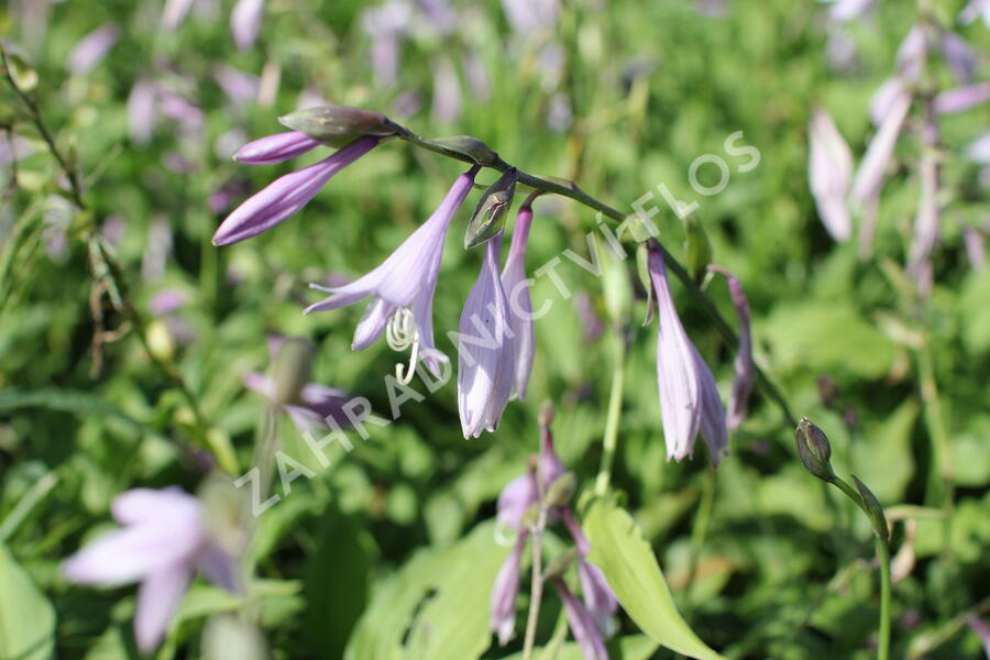 Bohyška 'Elisabeth' - Hosta 'Elisabeth'