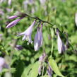 Bohyška 'Elisabeth' - Hosta 'Elisabeth'