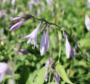 Bohyška 'Elisabeth' - Hosta 'Elisabeth'