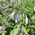 Hosta 'Elisabeth'.JPG