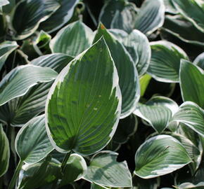 Bohyška 'Patriot' - Hosta 'Patriot'