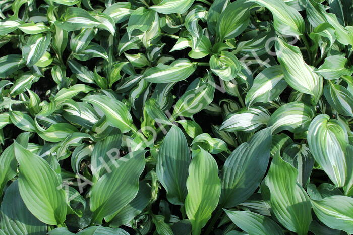 Bohyška 'Mediovariegata' - Hosta undulata 'Mediovariegata'