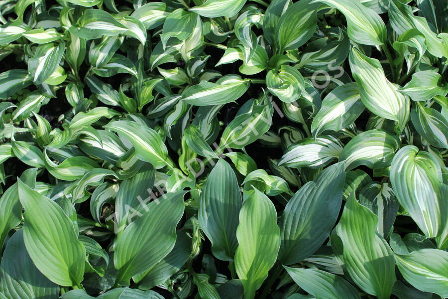 Bohyška 'Mediovariegata' - Hosta undulata 'Mediovariegata'