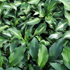 Bohyška 'Mediovariegata' - Hosta undulata 'Mediovariegata'