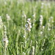 Levandule úzkolistá 'Ellagance Snow' - Lavandula angustifolia 'Ellagance Snow'