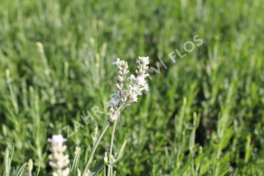 Levandule úzkolistá 'Ellagance Snow' - Lavandula angustifolia 'Ellagance Snow'