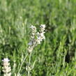 Levandule úzkolistá 'Ellagance Snow' - Lavandula angustifolia 'Ellagance Snow'