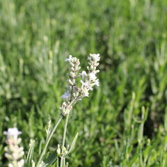 Levandule úzkolistá 'Ellagance Snow' - Lavandula angustifolia 'Ellagance Snow'