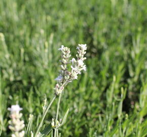 Levandule úzkolistá 'Ellagance Snow' - Lavandula angustifolia 'Ellagance Snow'