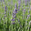 Levandule úzkolistá 'Impressa' - Lavandula angustifolia 'Impressa'