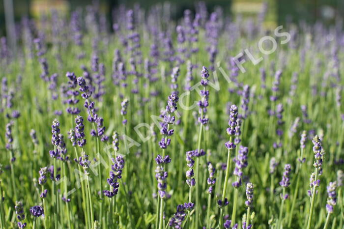 Levandule úzkolistá 'Impressa' - Lavandula angustifolia 'Impressa'