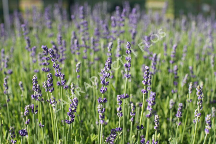 Levandule úzkolistá 'Impressa' - Lavandula angustifolia 'Impressa'