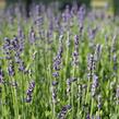 Levandule úzkolistá 'Impressa' - Lavandula angustifolia 'Impressa'