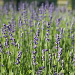 Levandule úzkolistá 'Impressa' - Lavandula angustifolia 'Impressa'