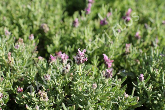 Levandule korunkatá 'Speedy Pink Blush' - Lavandula stoechas 'Speedy Pink Blush'