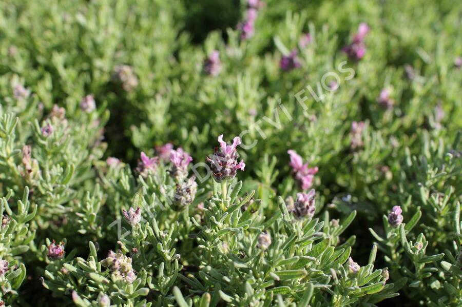 Levandule korunkatá 'Speedy Pink Blush' - Lavandula stoechas 'Speedy Pink Blush'